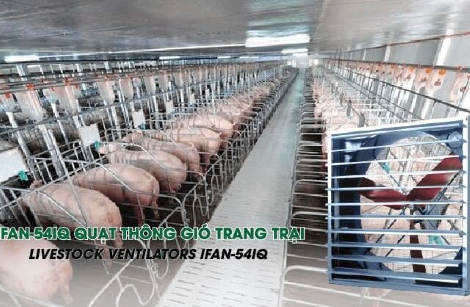 THÔNG GIÓ LÀM MÁT TRẠI NUÔI HEO