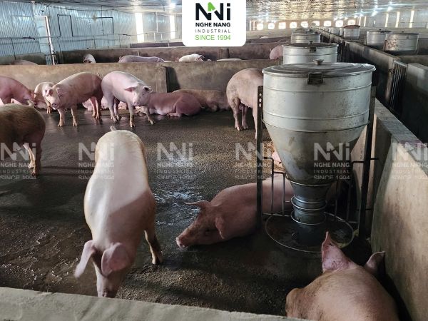 hệ thống thông gió làm mát trang trại chăn nuôi Long An