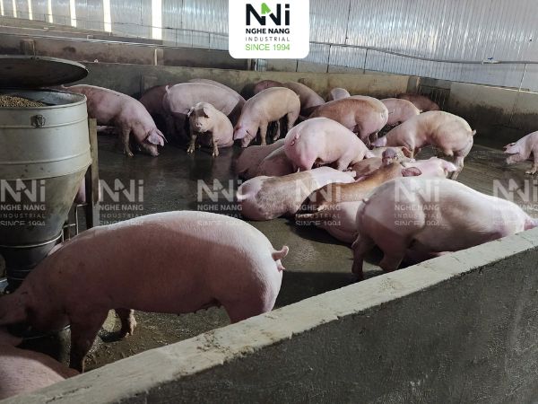 hệ thống thông gió làm mát trang trại chăn nuôi Long An